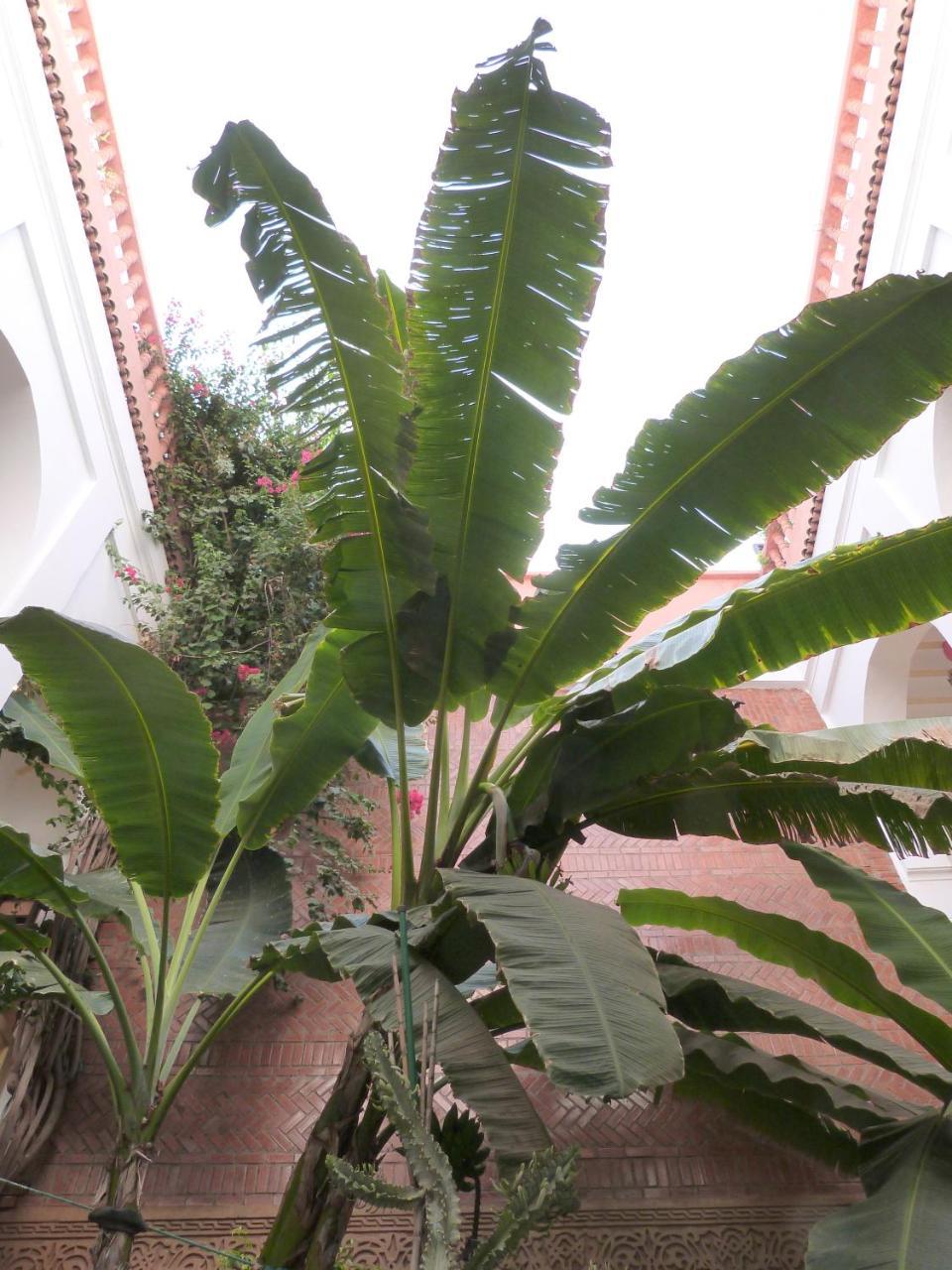 Riad Habib Marrakesh Buitenkant foto